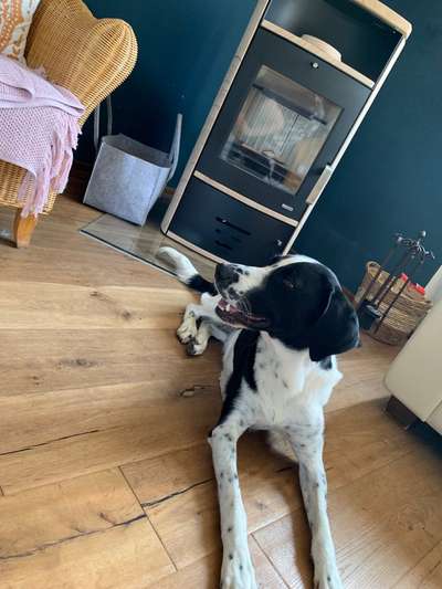 Kleiner Münsterländer!-Beitrag-Bild