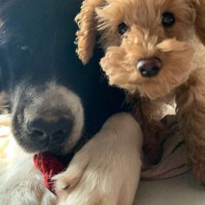 aktuelles Foto Gruppe Pudel