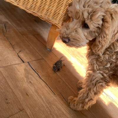 aktuelles Foto Gruppe Pudel