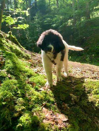 Foto -Challenge  Thema : Dein Hund Im Wald-Beitrag-Bild