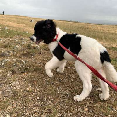 Hundetreffen-Junghundetreffen-Bild