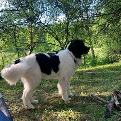 Hundetreffen-Junghundetreffen-Bild