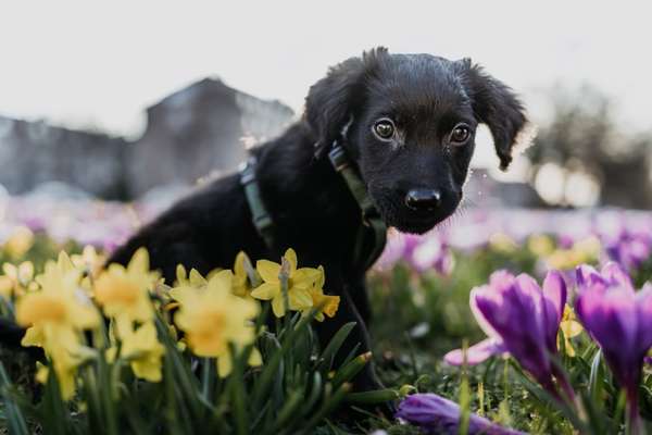 Die Dogorama Monats Challenge "Es grünt und blüht"-Beitrag-Bild