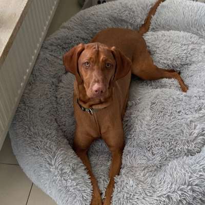 Hundetreffen-Suche Teilehmer an nachmittäglicher Gassirunde zwischen Metzendorf und Tötensen.-Bild