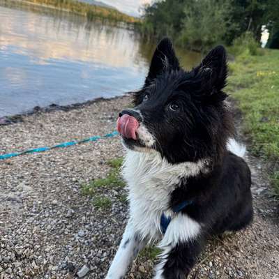 Hundetreffen-Gassirunde-Bild