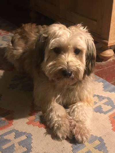 Dogorama Photo Challenge - Portrait-Beitrag-Bild