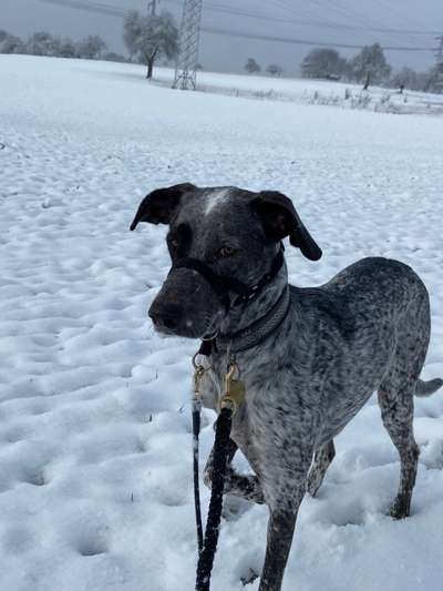 Sind hier Deutsch Kurzhaar/ Jagdhunde?-Beitrag-Bild