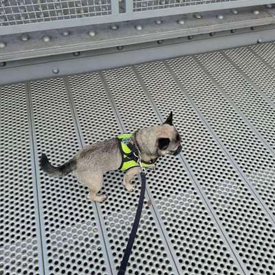 Was hat euch heute mit eurem Hund gefreut?-Beitrag-Bild