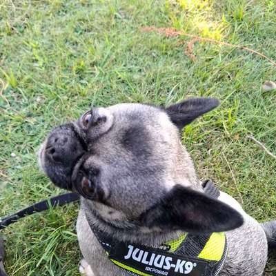 Was hat euch heute mit eurem Hund gefreut?-Beitrag-Bild