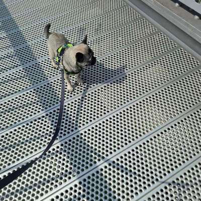 Was hat euch heute mit eurem Hund gefreut?-Beitrag-Bild