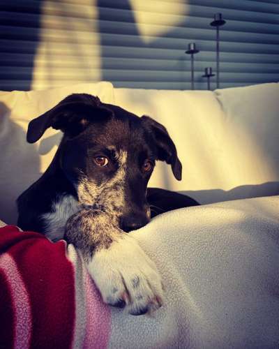 Foto's und Hundemodels-Beitrag-Bild