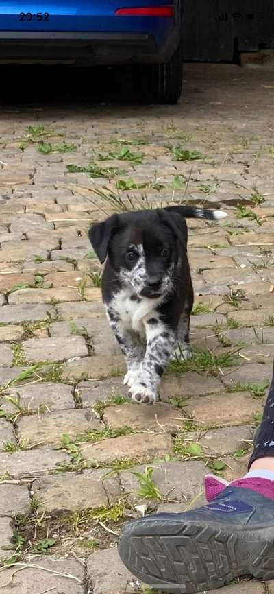 Welpen Bilder !-Beitrag-Bild