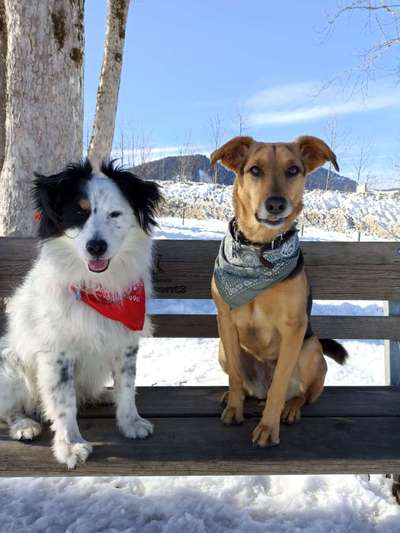 Dogorama Photo Challenge - Die besten Hundebuddys-Beitrag-Bild