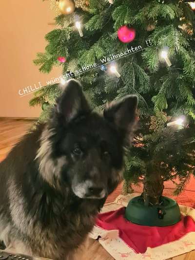 Hochwertiges / Bedarfsgerechtes Nassfutter (ohne Barfen), welches nur?-Beitrag-Bild