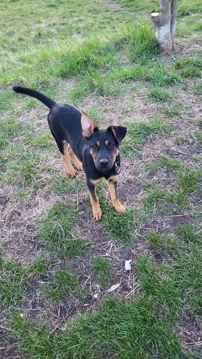 Auslandstierschutz-Beitrag-Bild