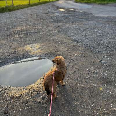 Hundetreffen-Spielrunde-Bild
