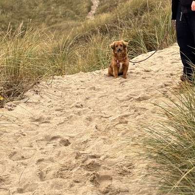 Hundetreffen-Spielrunde-Bild