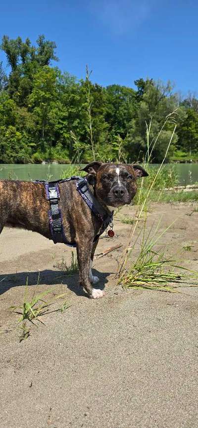 Hundetreffen-Treffen zum Trainieren von Hundebegegnungen-Bild