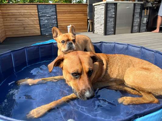 Rhodesian Ridgeback-Beitrag-Bild