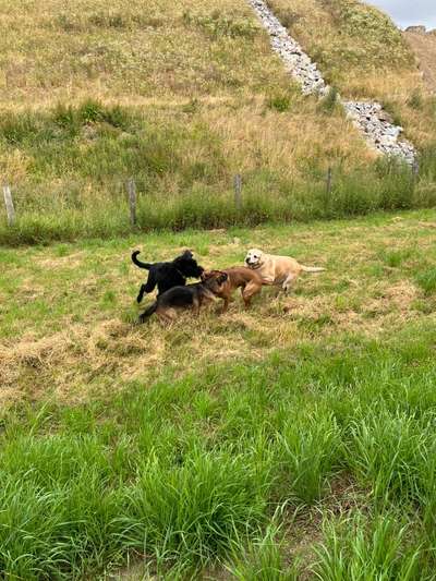 Rhodesian Ridgeback-Beitrag-Bild