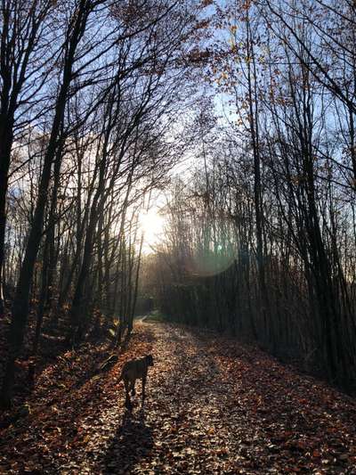Rhodesian Ridgeback-Beitrag-Bild
