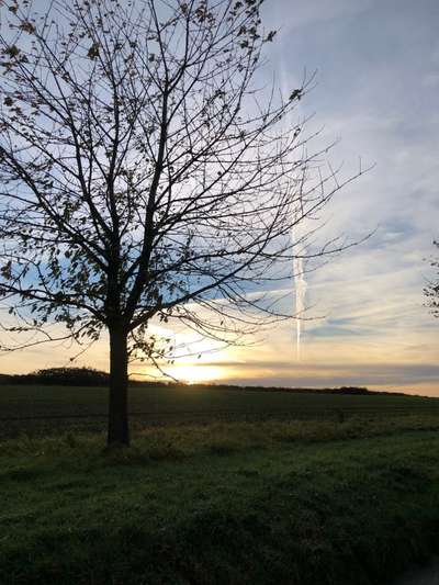Rhodesian Ridgeback-Beitrag-Bild