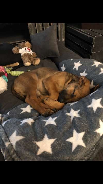 Rhodesian Ridgeback-Beitrag-Bild