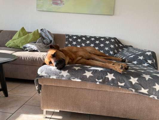 Rhodesian Ridgeback-Beitrag-Bild