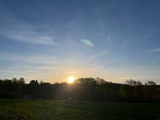 Rhodesian Ridgeback-Beitrag-Bild