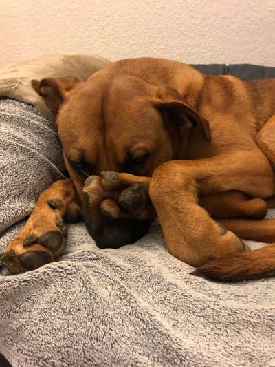 Rhodesian Ridgeback-Beitrag-Bild