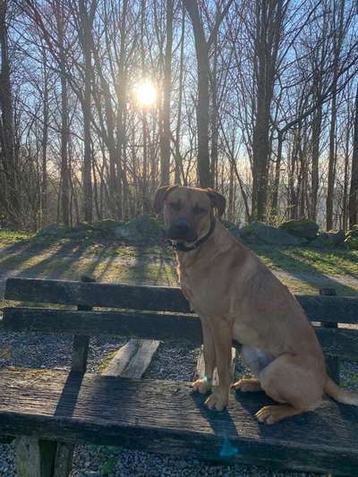 Rhodesian Ridgeback-Beitrag-Bild
