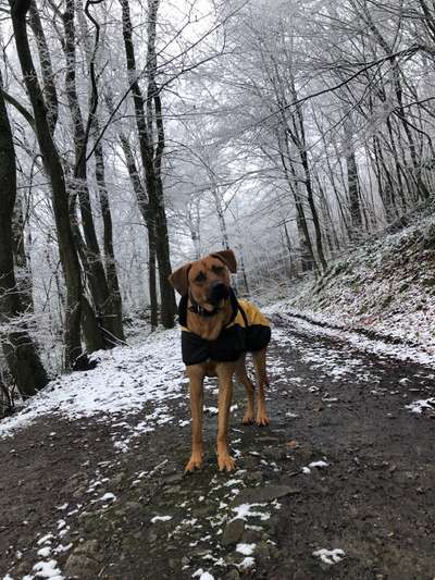 Rhodesian Ridgeback-Beitrag-Bild