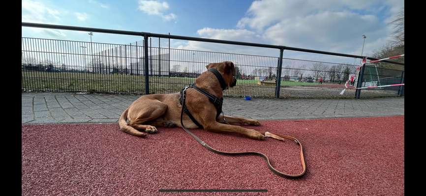 Rhodesian Ridgeback-Beitrag-Bild