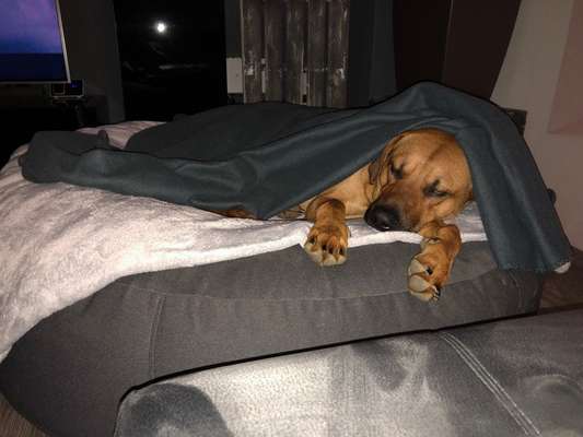 Rhodesian Ridgeback-Beitrag-Bild