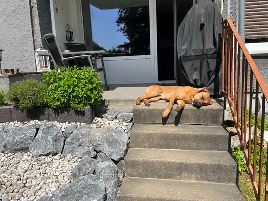 Rhodesian Ridgeback-Beitrag-Bild