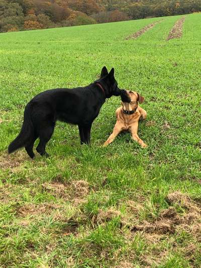 Rhodesian Ridgeback-Beitrag-Bild