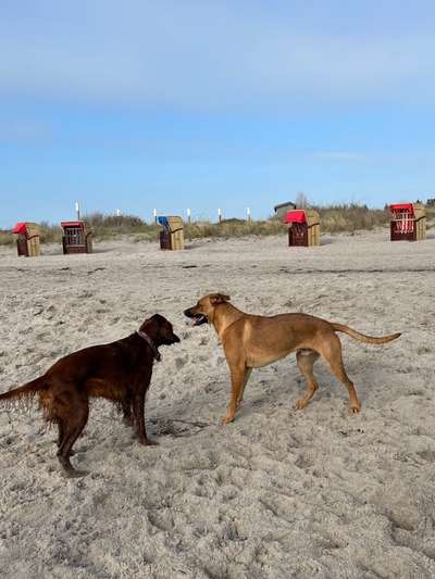 Rhodesian Ridgeback-Beitrag-Bild