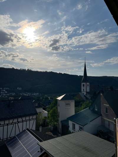 Rhodesian Ridgeback-Beitrag-Bild