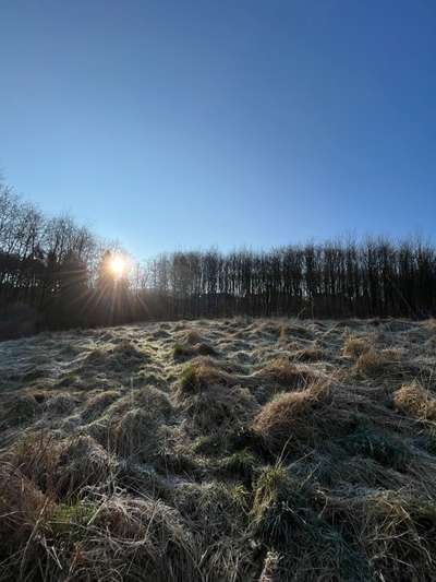 Rhodesian Ridgeback-Beitrag-Bild
