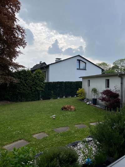 Rhodesian Ridgeback-Beitrag-Bild