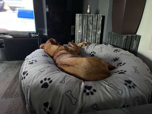 Rhodesian Ridgeback-Beitrag-Bild