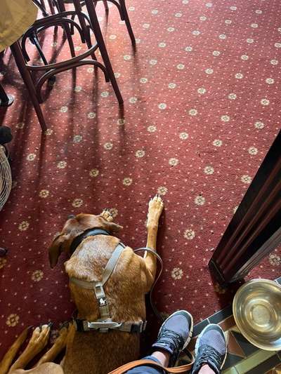 Rhodesian Ridgeback-Beitrag-Bild