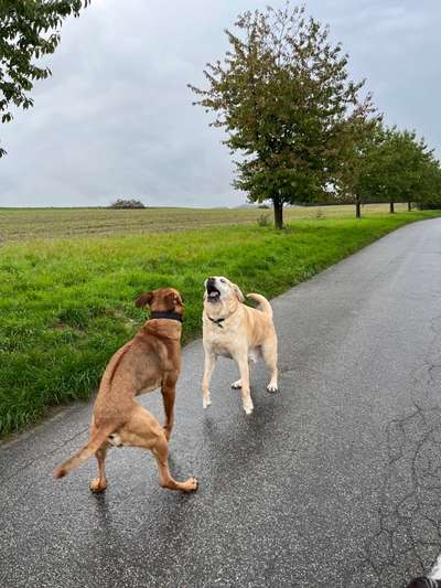 Rhodesian Ridgeback-Beitrag-Bild