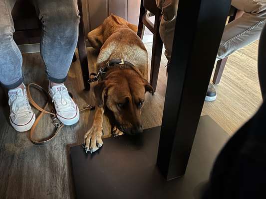 Rhodesian Ridgeback-Beitrag-Bild