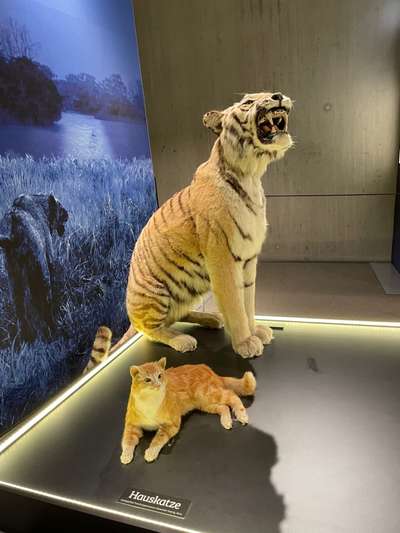 Rhodesian Ridgeback-Beitrag-Bild