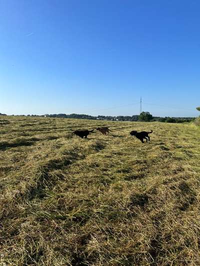 Rhodesian Ridgeback-Beitrag-Bild