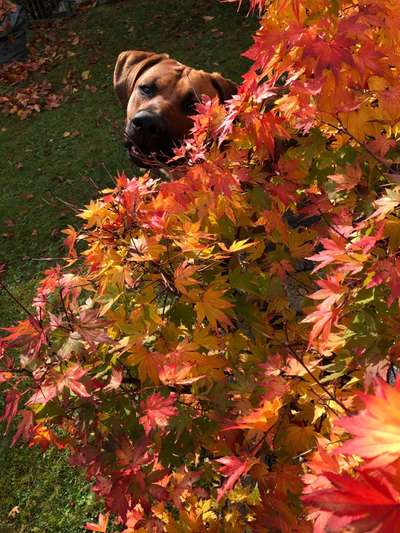 Rhodesian Ridgeback-Beitrag-Bild
