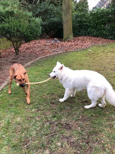 Rhodesian Ridgeback-Beitrag-Bild