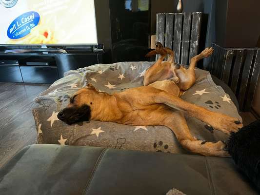 Rhodesian Ridgeback-Beitrag-Bild