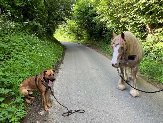 Rhodesian Ridgeback-Beitrag-Bild